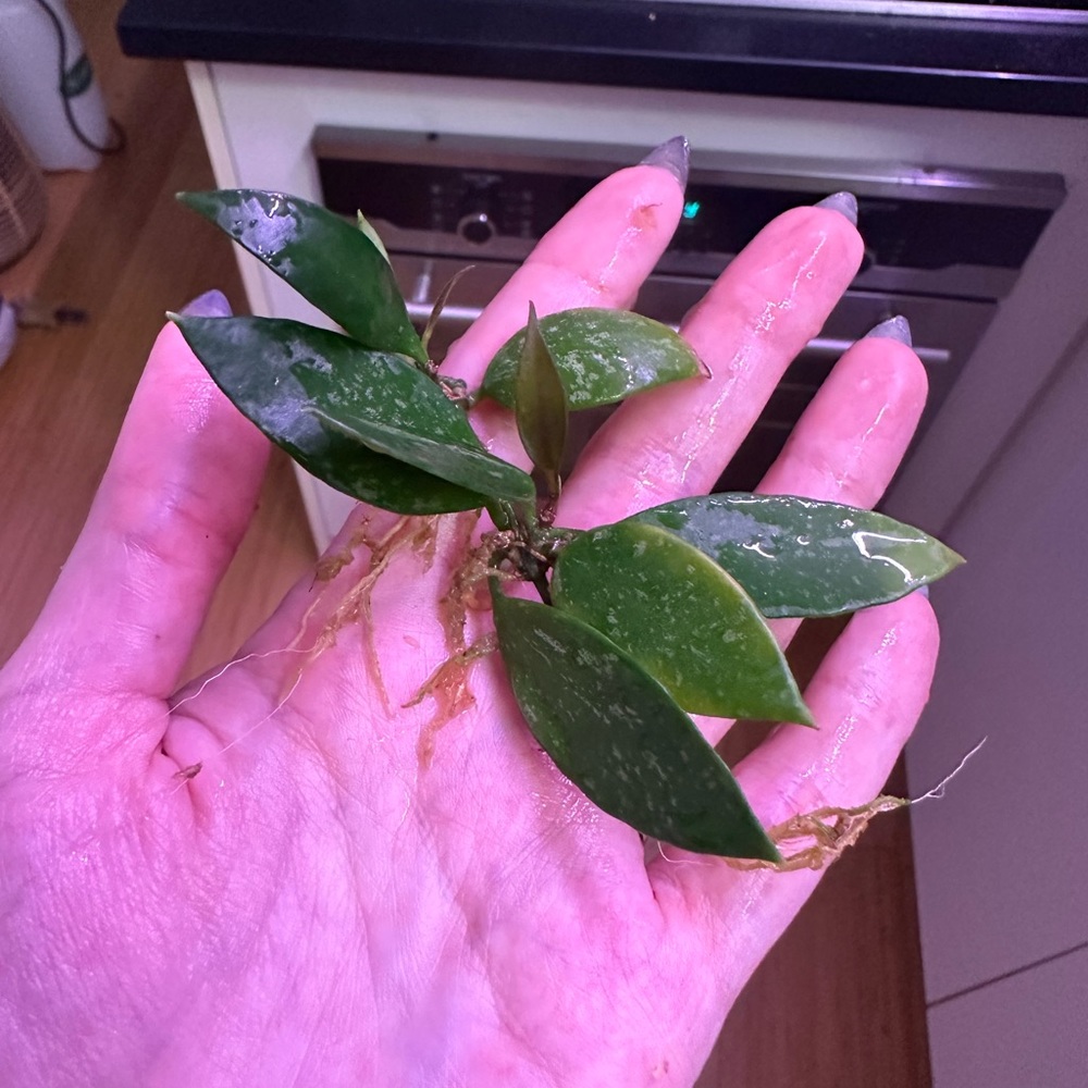 hoya gracalis RESERVED